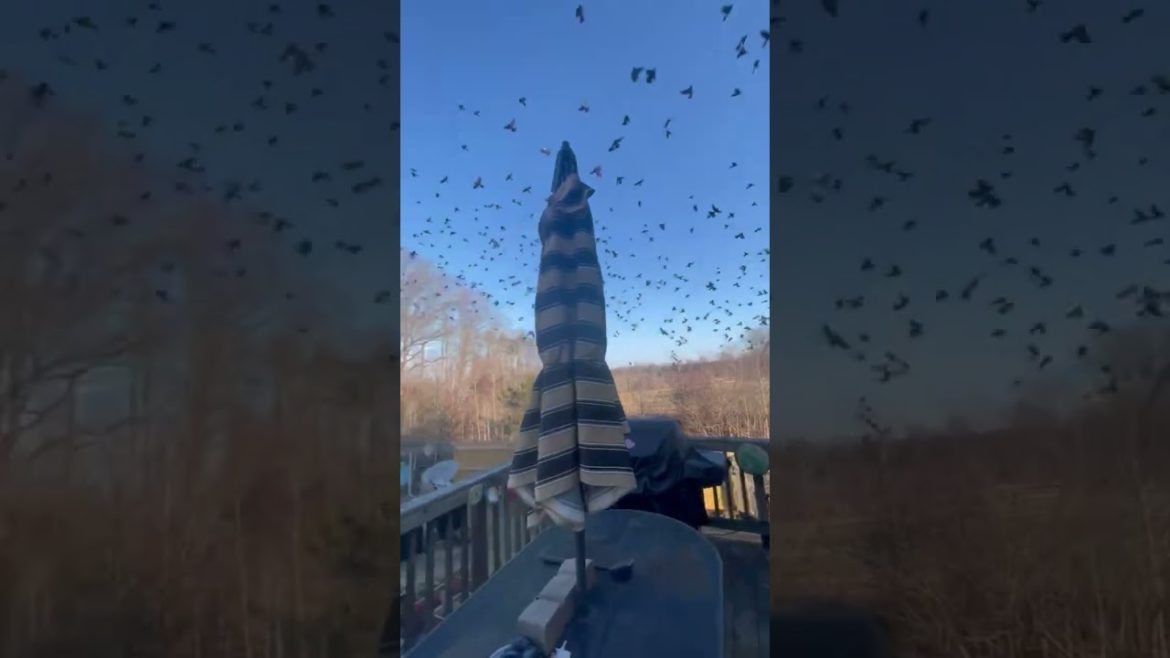 A Murder (of Crows) on Christmas Eve |  #Shorts