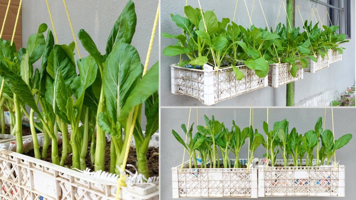 Growing Chinese Broccoli, the healthiest vegetable, not everyone knows