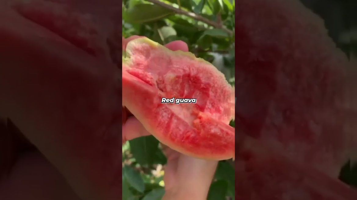 लाल अमरूद | Farm Fresh Ninja Fruit Cutting | Oddly Satisfying Fruit Ninja #04.#shorts लाल अमरूद | Farm Fresh Ninja Fruit Cutting | Oddly Satisfying Fruit Ninja #04.#shorts