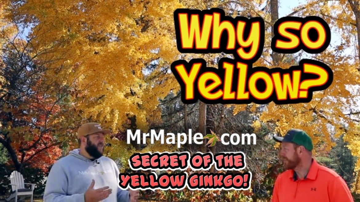 Why do Ginkgo Turn Yellow in Fall? | Hopewood Estate in Flat Rock, NC |