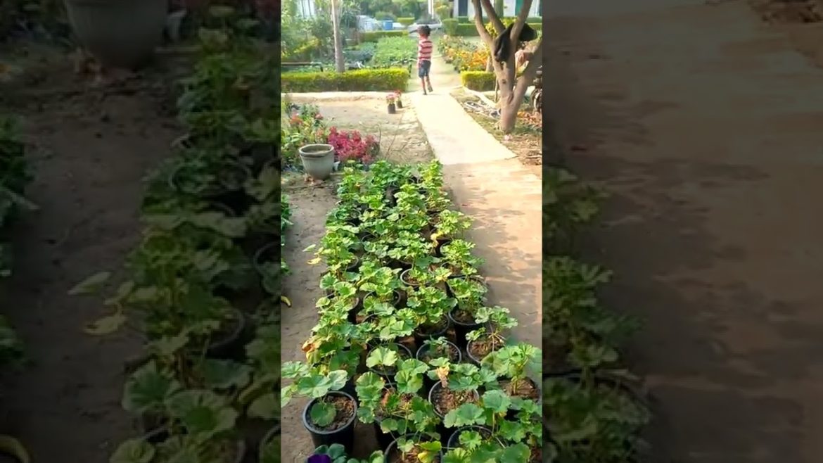 cute baby garden #shorts #viral #trending #viralshorts cute baby garden #shorts #viral #trending #viralshorts