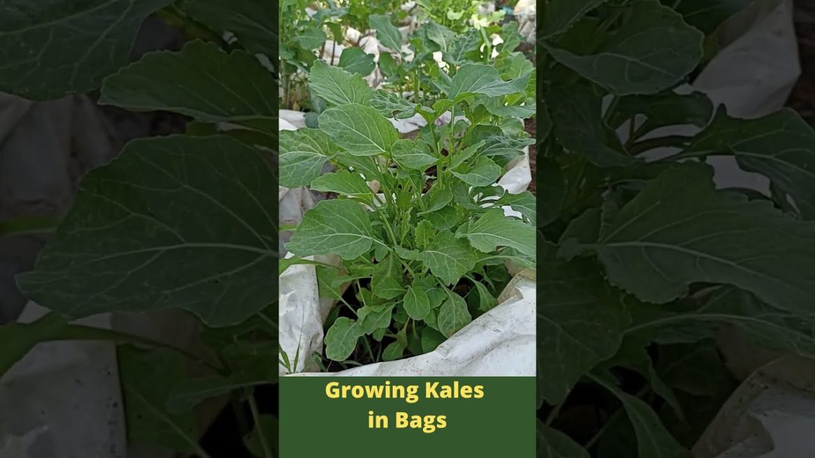 Simple Growing Kales in Bags #Shorts