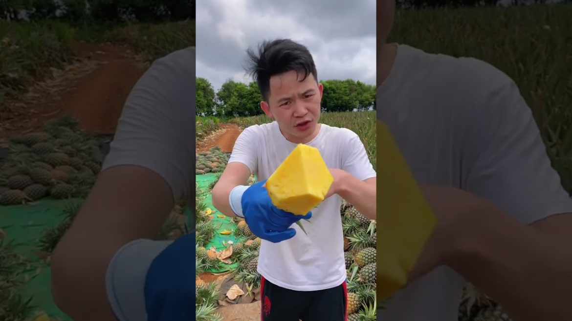 Help harvest Pineapple in the farm #shorts Help harvest Pineapple in the farm #shorts