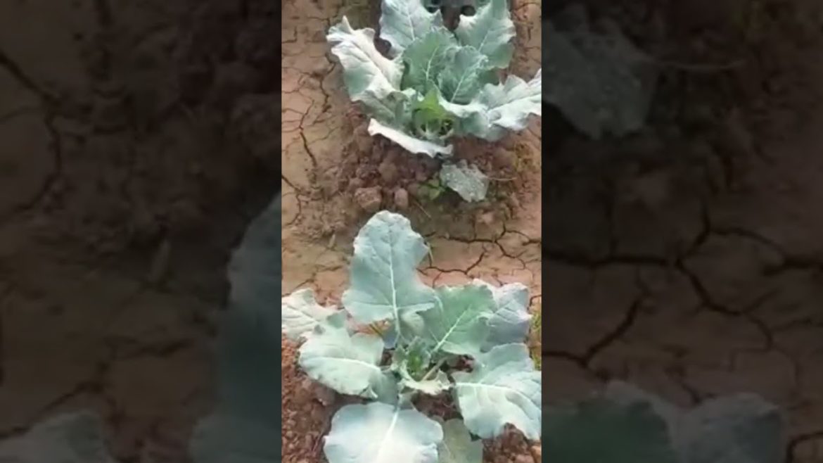cabbage 🥬 cultivate @protectorAK #pm #masoor #farmer #viral #farming #vuralshort #viralshorts