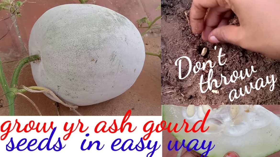 Ash Gourd - how to grow /Abi Garden