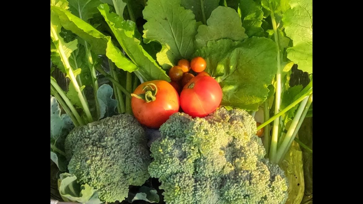 Fresh Turnips, Broccoli, and Tomatoes From The Backyard Grocery Store Fresh Turnips, Broccoli, and Tomatoes From The Backyard Grocery Store