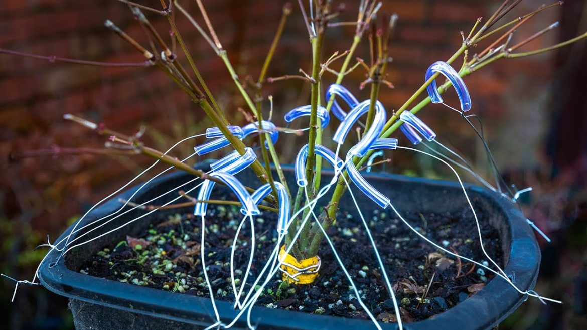 Weird looking bonsai technique - Japanese maple