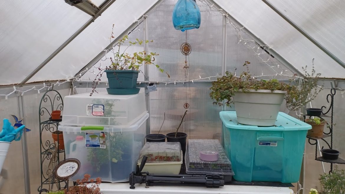 Checking on Greenhouse one🌱