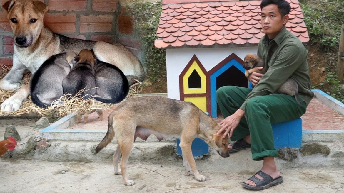 Build a new life, bushcraft, camping, gardening, farm animals, wild, survival- Forest Life CT|Ep 104 Build a new life, bushcraft, camping, gardening, farm animals, wild, survival- Forest Life CT|Ep 104