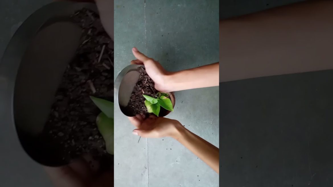 Grow your plant with this hack #shorts #youtubeshorts #gardeningtips