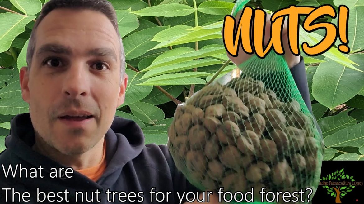 NUTS! My recommended nut trees for a cold hardy permaculture food forest NUTS! My recommended nut trees for a cold hardy permaculture food forest