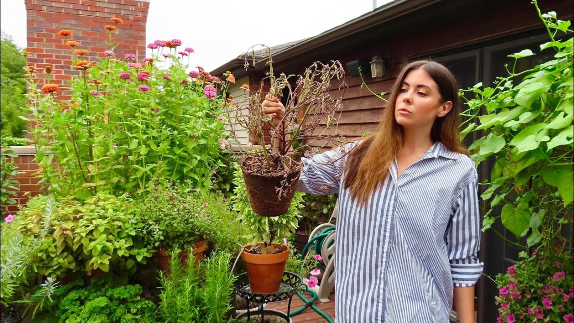 What Died In My Garden While We Were Gone | Container Gardening What Died In My Garden While We Were Gone | Container Gardening