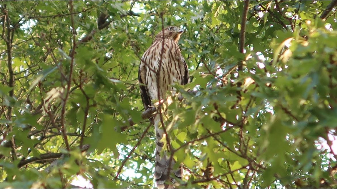 Hawk attack in the Front Yard Garden!