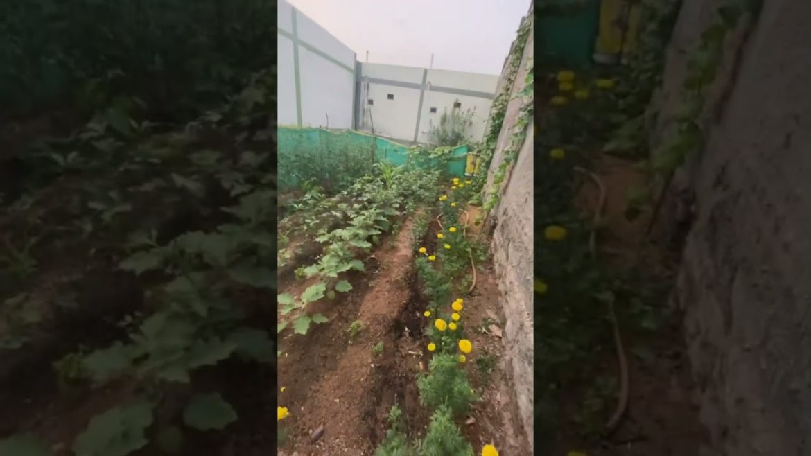 Ultimate small backyard makeover#creative DIY!!.. outdoor garden ideas to try😍