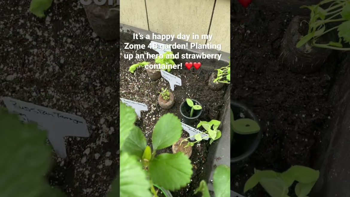 Planting an herb and strawberry container garden in Zone 4B. It’s a happy day! #containergarden