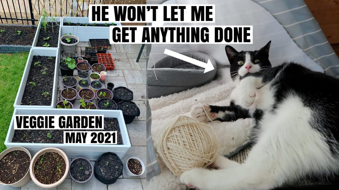 MAY 2021 VEGGIE GARDEN | container garden tour & update | It snowed 3 days before June & DIY trellis