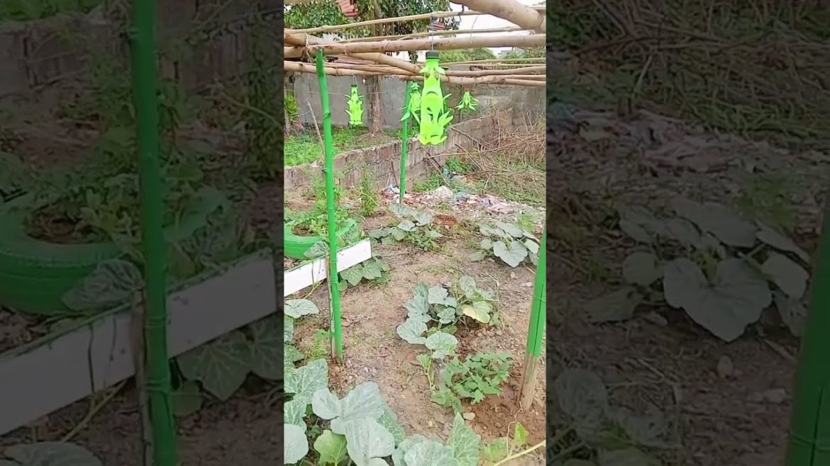 GARDEN DESIGN IDEA UPDATE