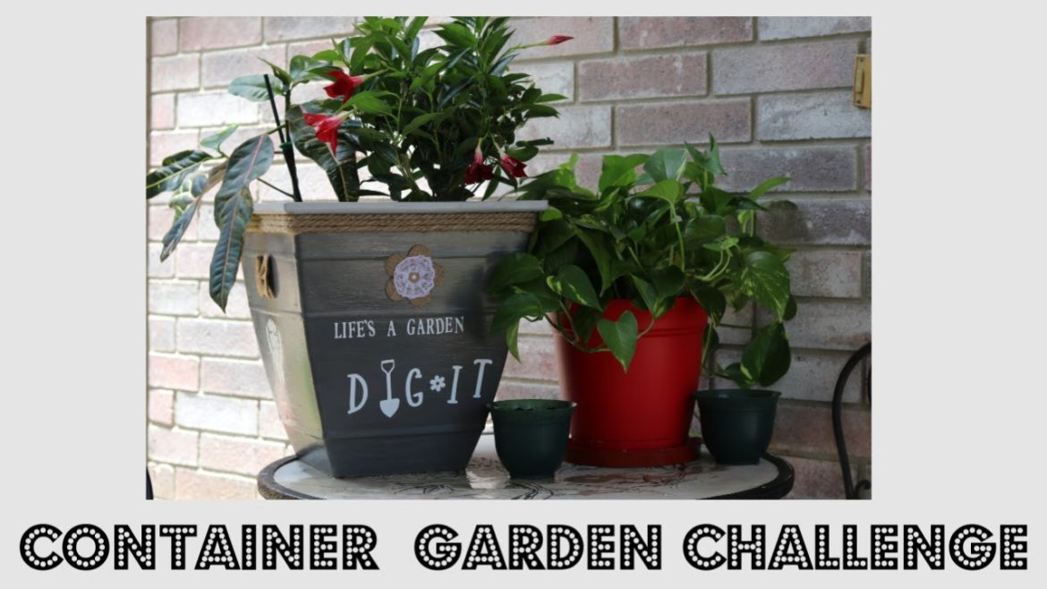 Container Garden Challenge / Elena Jenkins DIY