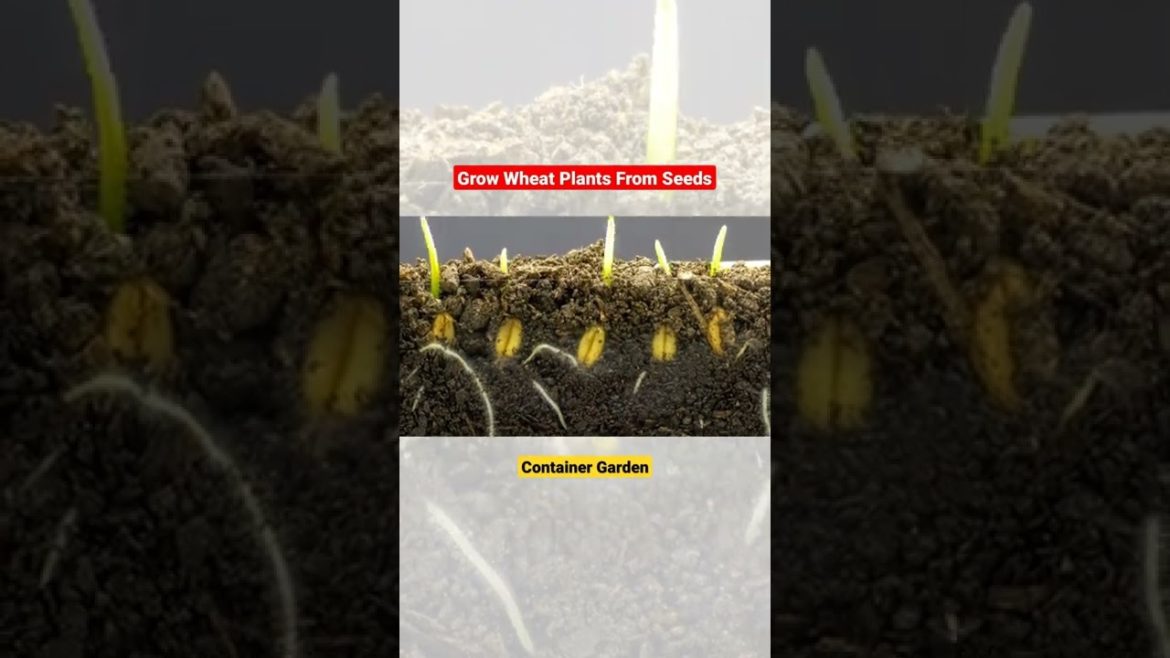 Grow Wheat Plants From Seeds||Most Satisfying Videos||Gardening Tips||Container Garden Grow Wheat Plants From Seeds||Most Satisfying Videos||Gardening Tips||Container Garden