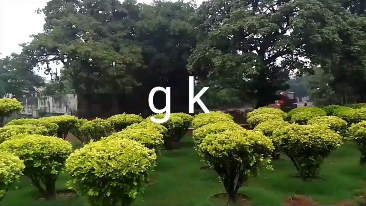 plants, trees