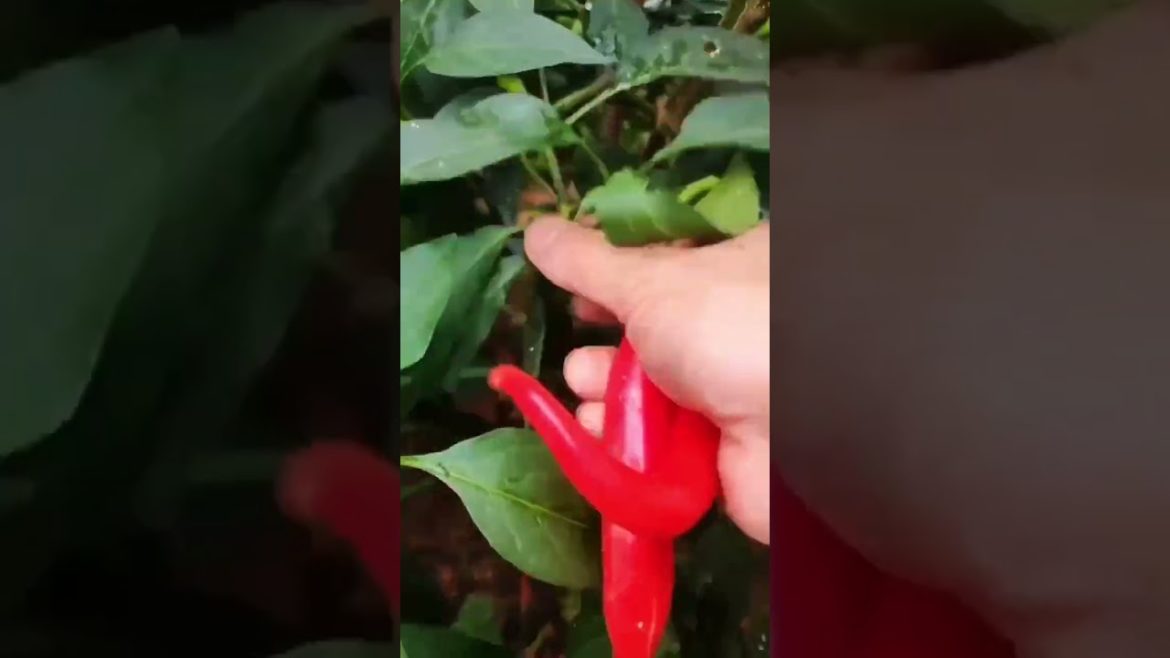 how to growth vegetable #naturalgarden