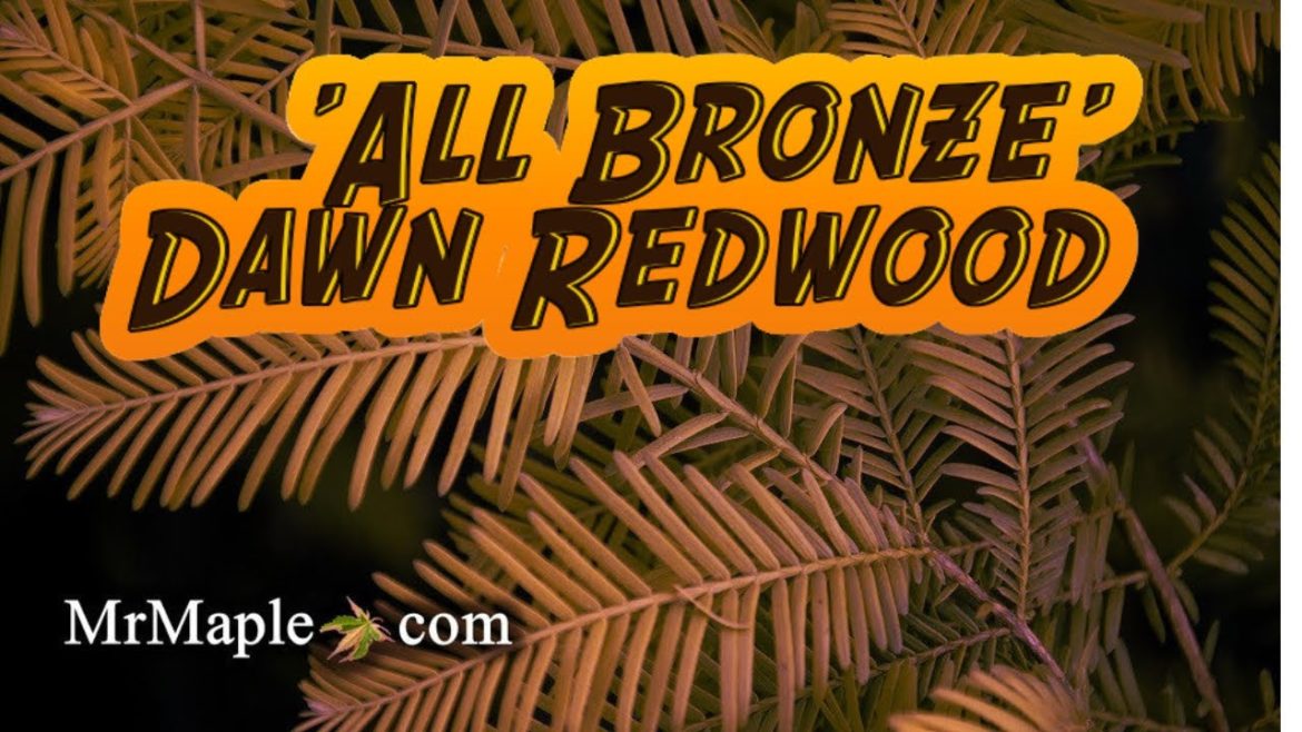 'All Bronze' Dawn Redwood ~ MrMaple Clips 🍁