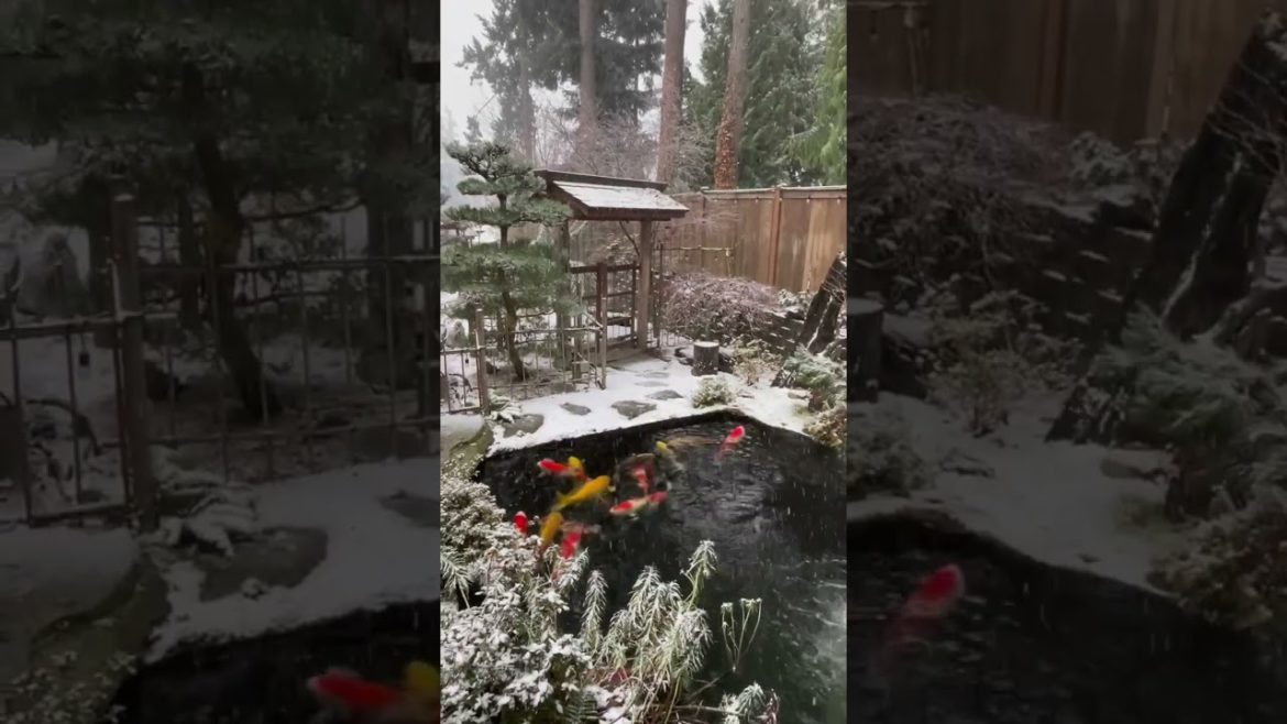 Backyard Koi Pond in Winter