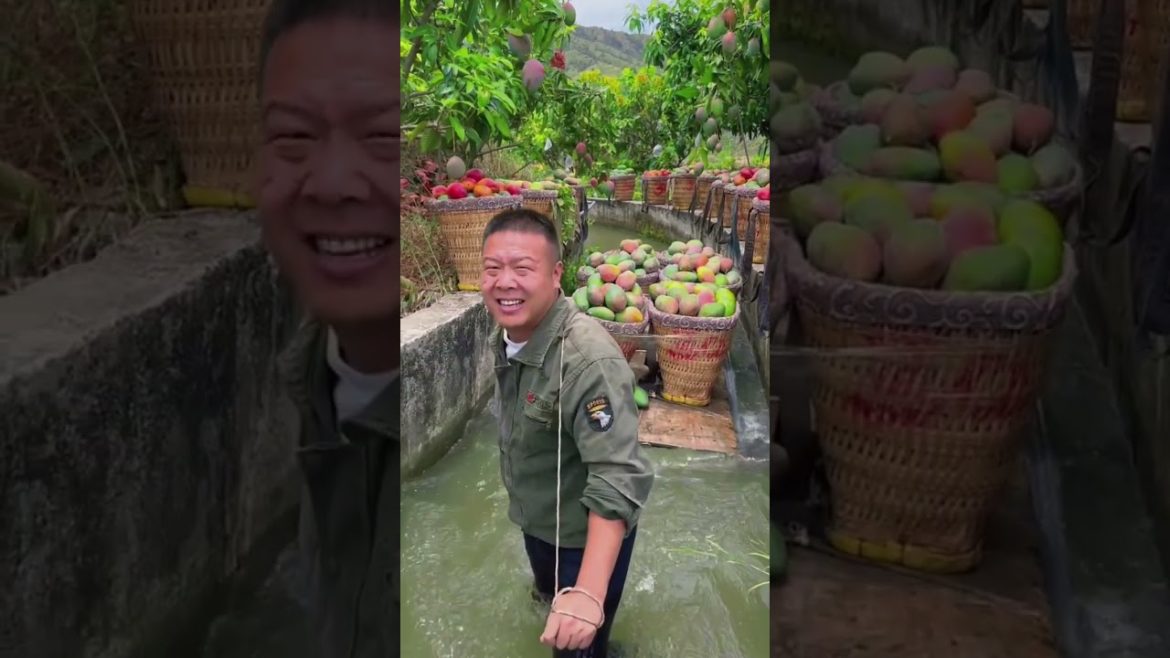 fresh mango fruit in green farm #short | ep fresh mango fruit in green farm #short | ep