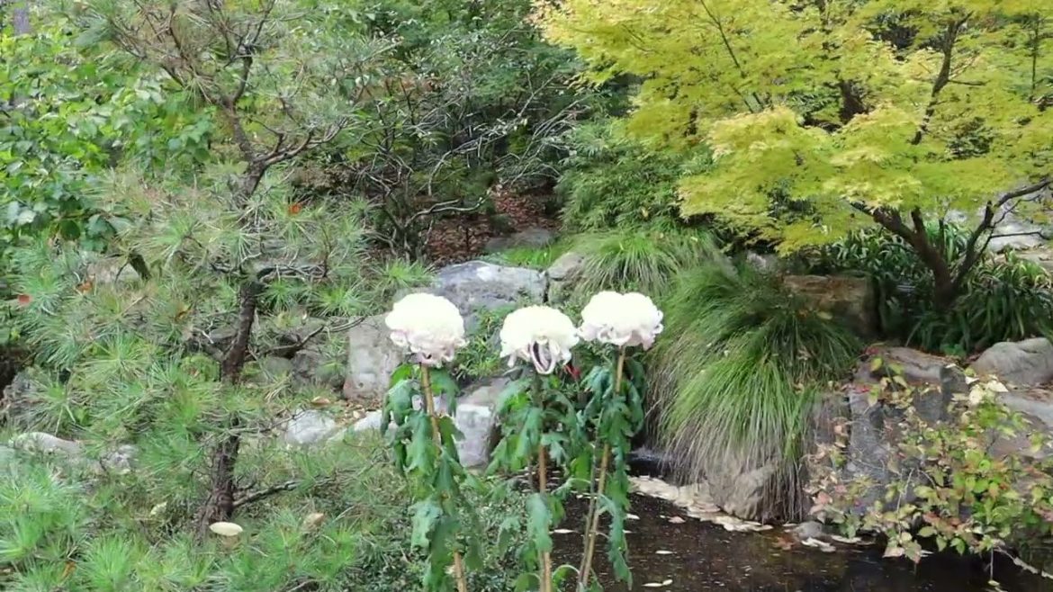 Sarah P. Duke Gardens ~ MrMaple Clips π Sarah P. Duke Gardens ~ MrMaple Clips π