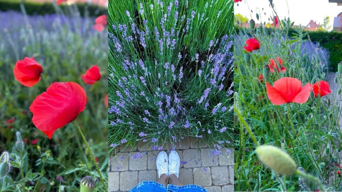 Our Summer/Spring garden » Frontyard Garden » Lavender bed » #shorts