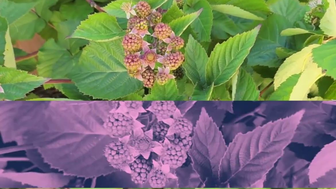 blackberry plant - harvesting soon! #blackberry #backyardgarden #fruitharvesting #berries
