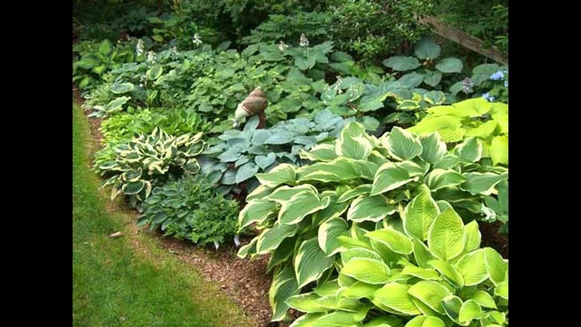 Small shade garden design ideas