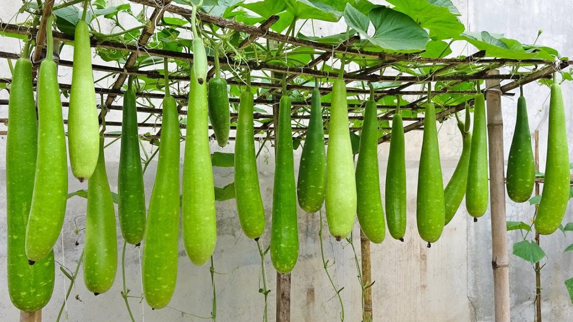Tips for growing gourds in plastic cans, easy to grow, no need for a garden