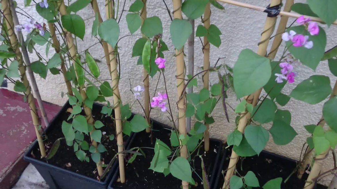 Shoker Bagan Bangladeshi vegetables garden Oxford update 28 July 2019 front yard garden