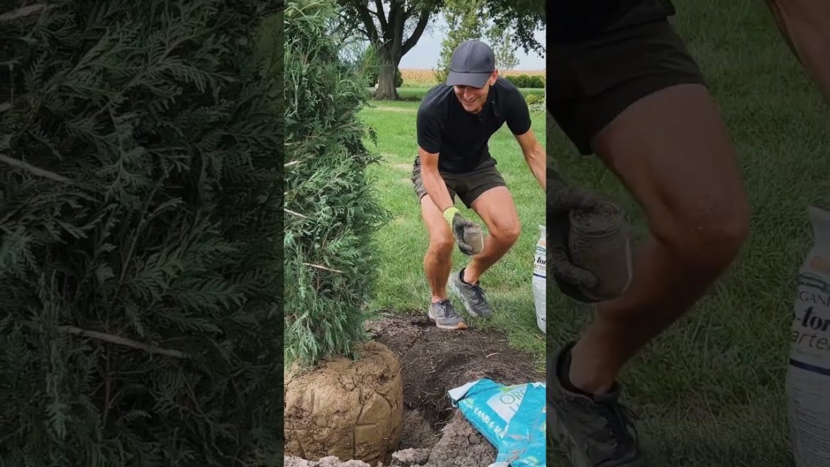 🌲 How to Plant Trees 🌲With Kaleb Wyse | Wyse Guide! 🍁