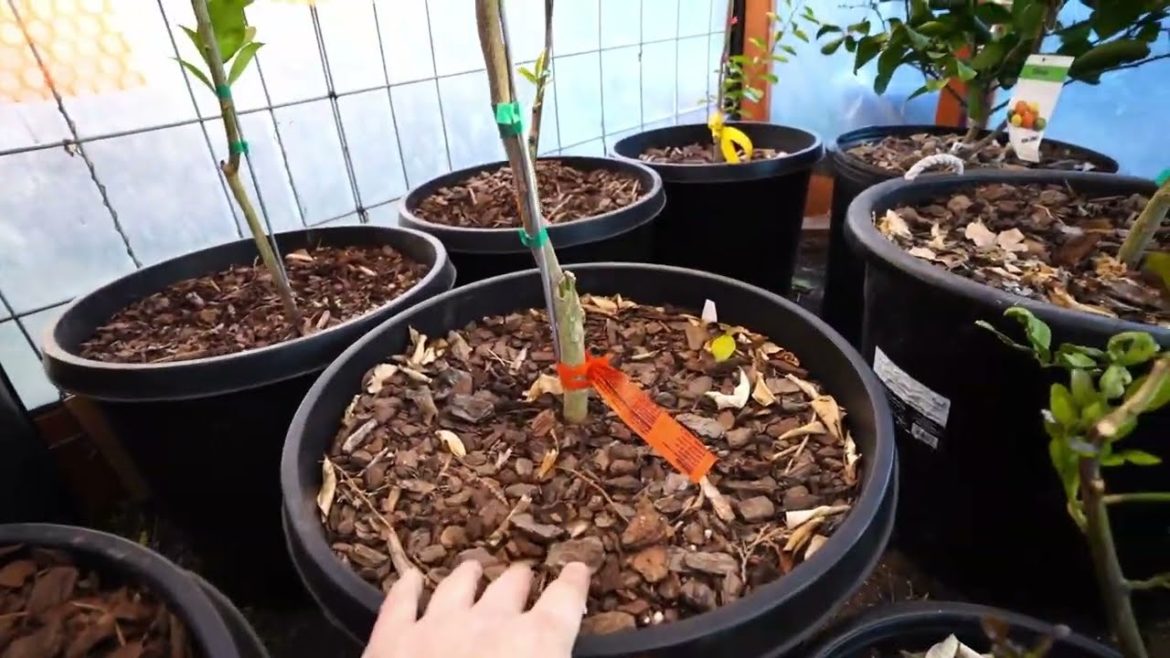 Zone7 Amarillo, TX Winter 2022 Citrus Update On Mandarins And Moro Blood Orange Tree