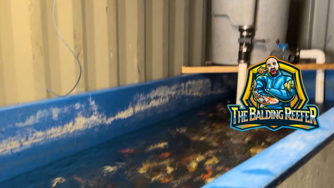 Heart Attack, Tosai Koi & Plans! Heated Koi House Build Part 16 Heart Attack, Tosai Koi & Plans! ***Heated Koi House Build Part 16***