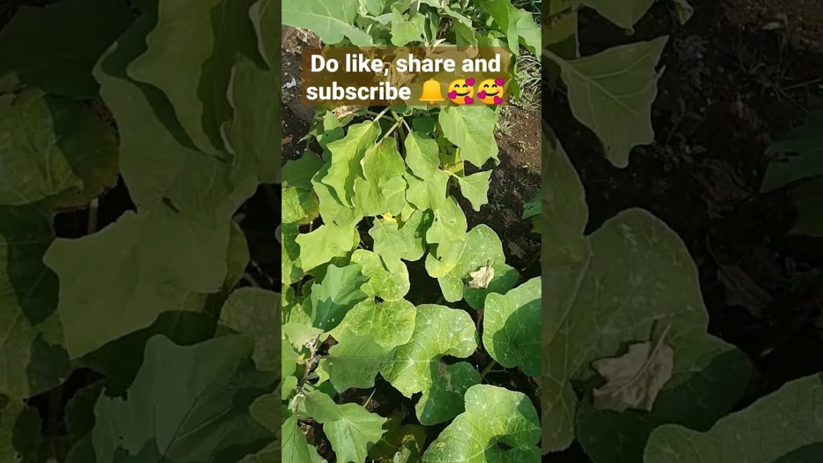 organic vegetables #shorts #vegetablegardening #ytshorts #marathirecies