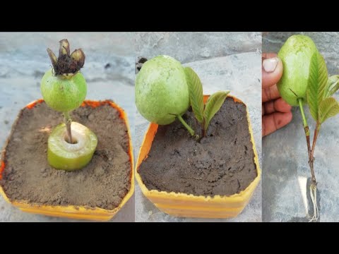 new ideas guava tree grow ππso easy. new ideas guava tree grow ππso easy.