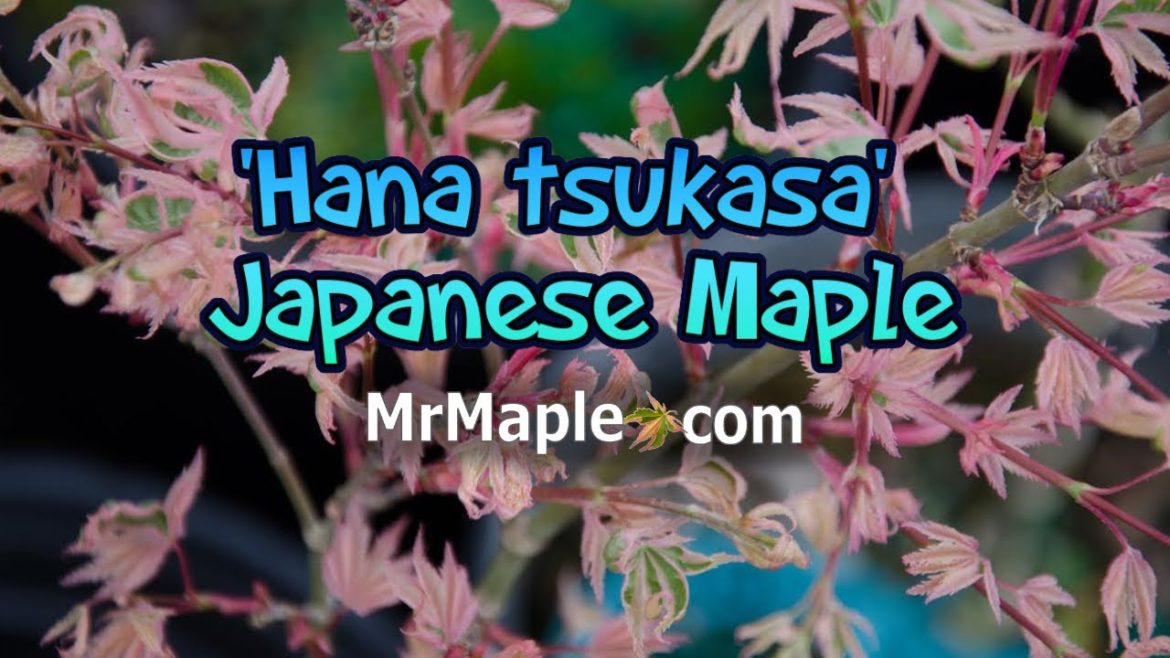 'Hana tsukasa' Japanese Maple ~ MrMaple Clips 🍁