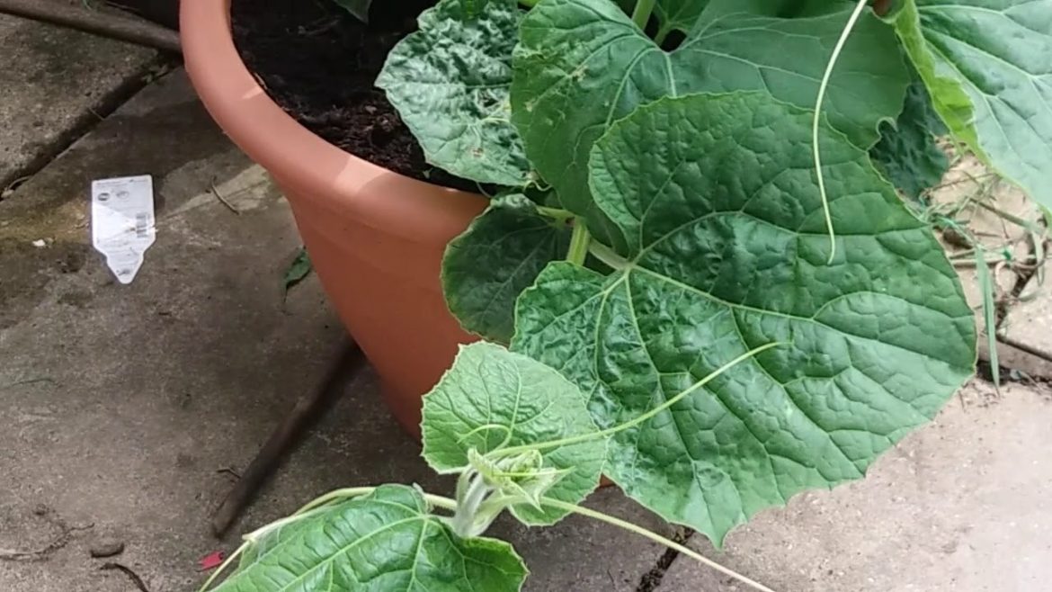 Bangladeshi vegetable gardening in the uk. Lou/kodu update from amar shoker bagan part 2. Bangladeshi vegetable gardening in the uk. Lou/kodu update from amar shoker bagan part 2.