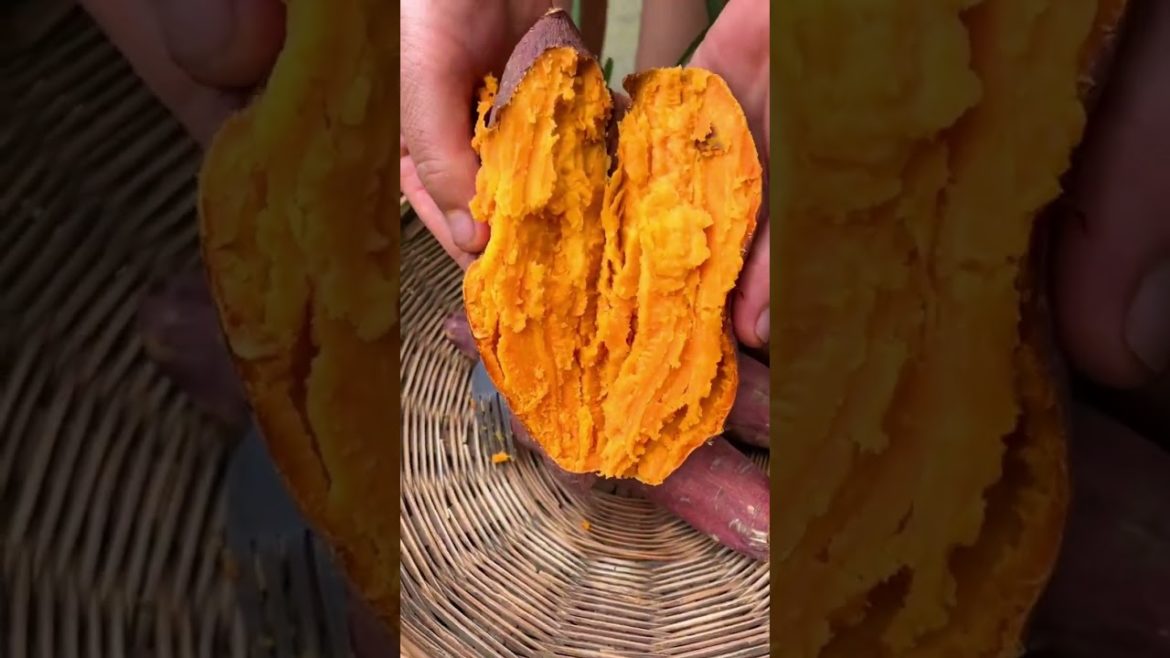 It's time for sweet Potato