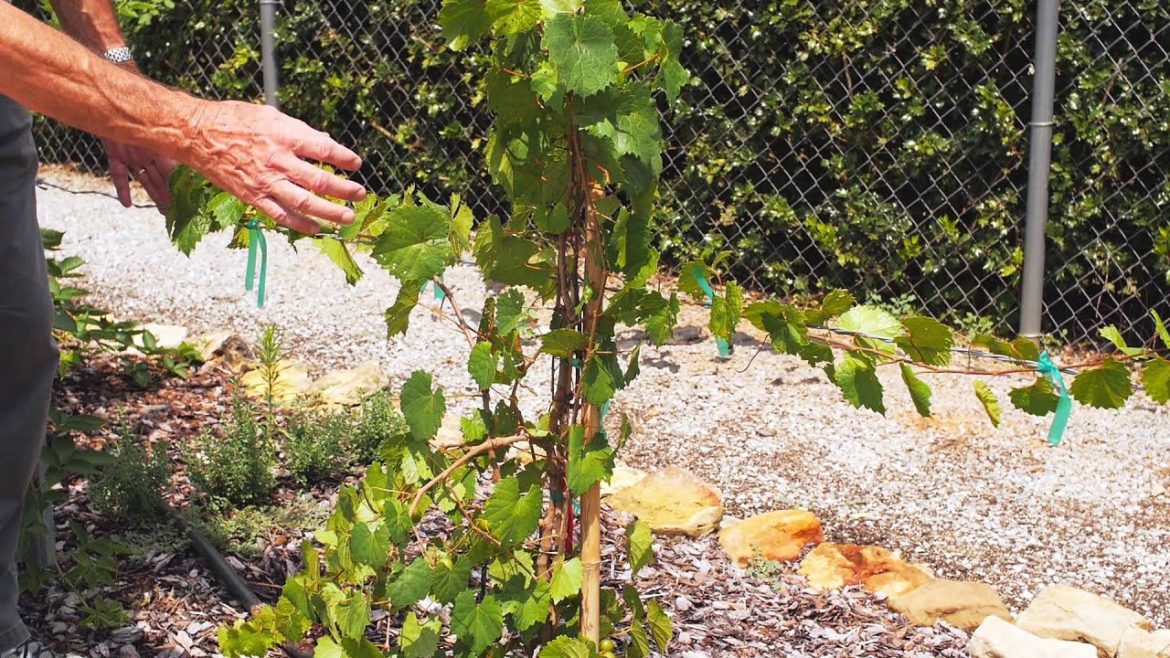 Garden Tips Muscadines