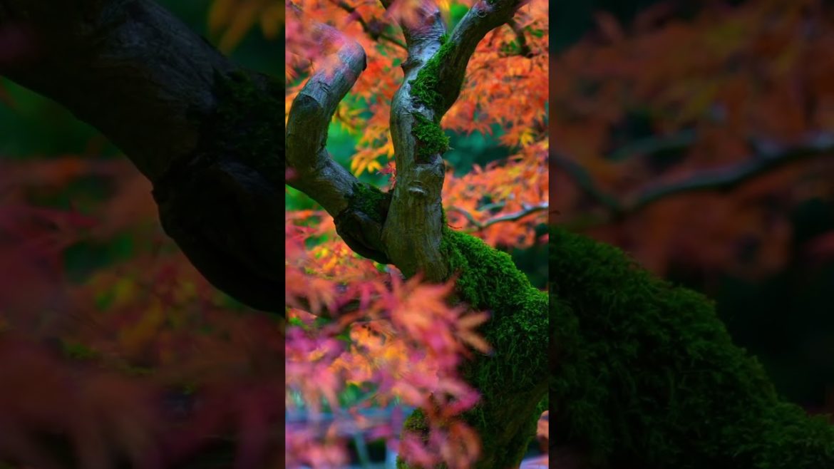 Portland Japanese Garden Portland Japanese Garden