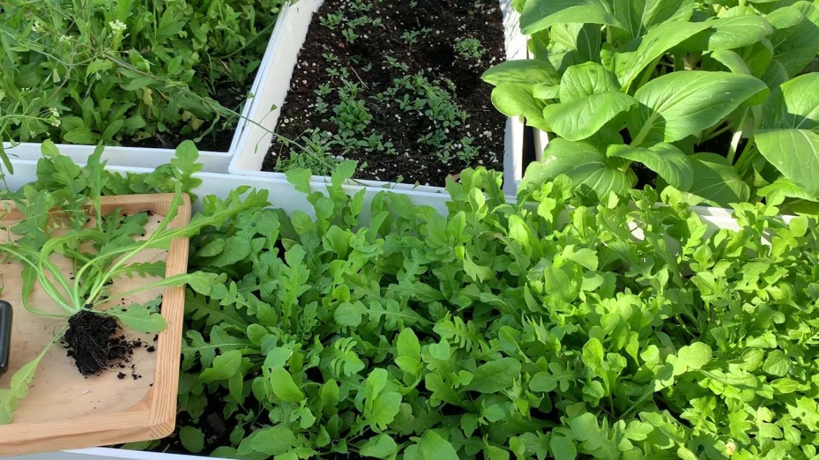 【Home Gardening】 Shepherd’s Purse, an edible weed