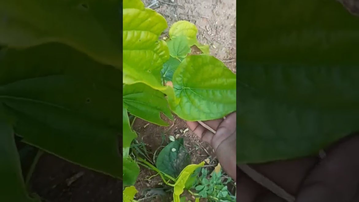 Nature garden/how to grow the best tomato gardening tips and tricks #shorts #2022 #gardeningtips#km Nature garden/how to grow the best tomato gardening tips and tricks #shorts #2022 #gardeningtips#km
