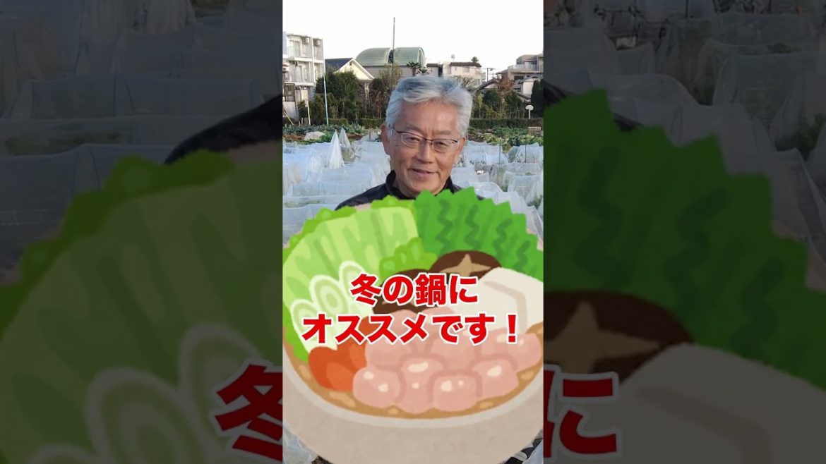 家庭菜園でやりたい！白菜栽培やレタス栽培の後作におすすめ野菜品種３選！ #shorts / Tips for next crop of Chinese cabbage and lettuce.