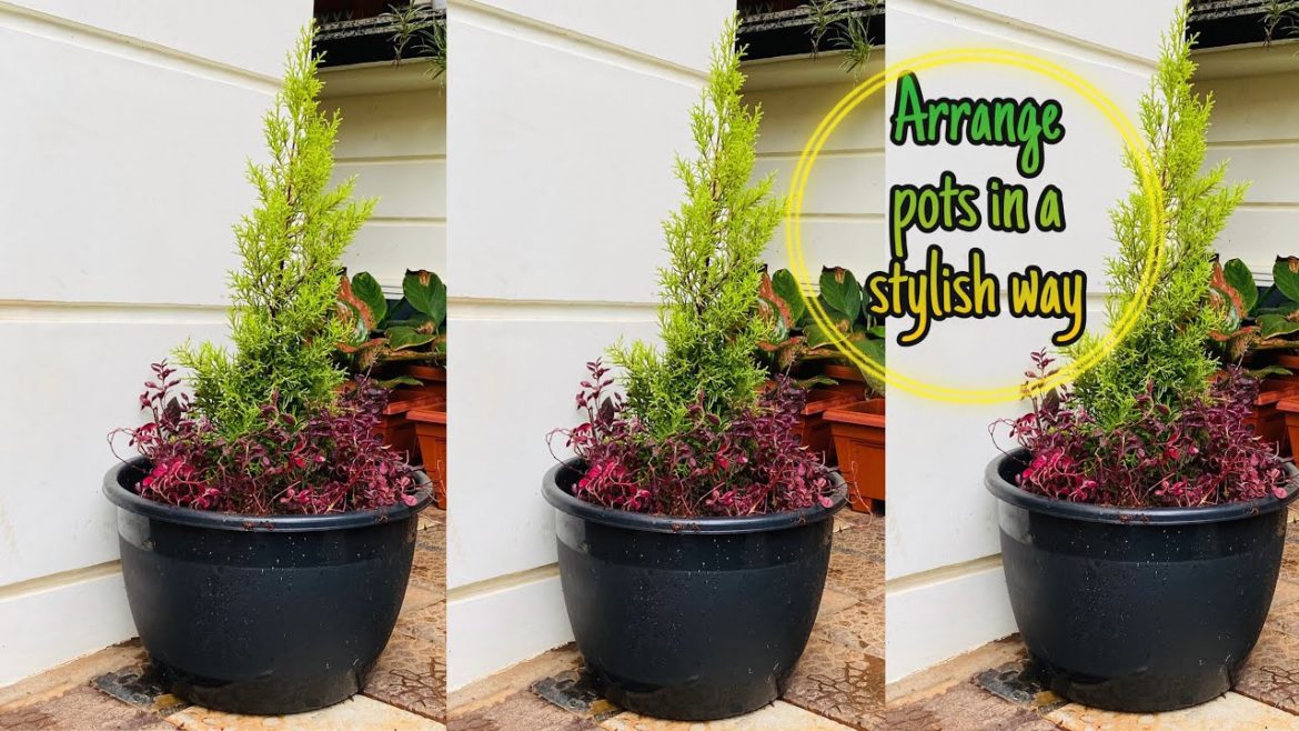 How to arrange pots in a stylish way/container gardening How to arrange pots in a stylish way/container gardening