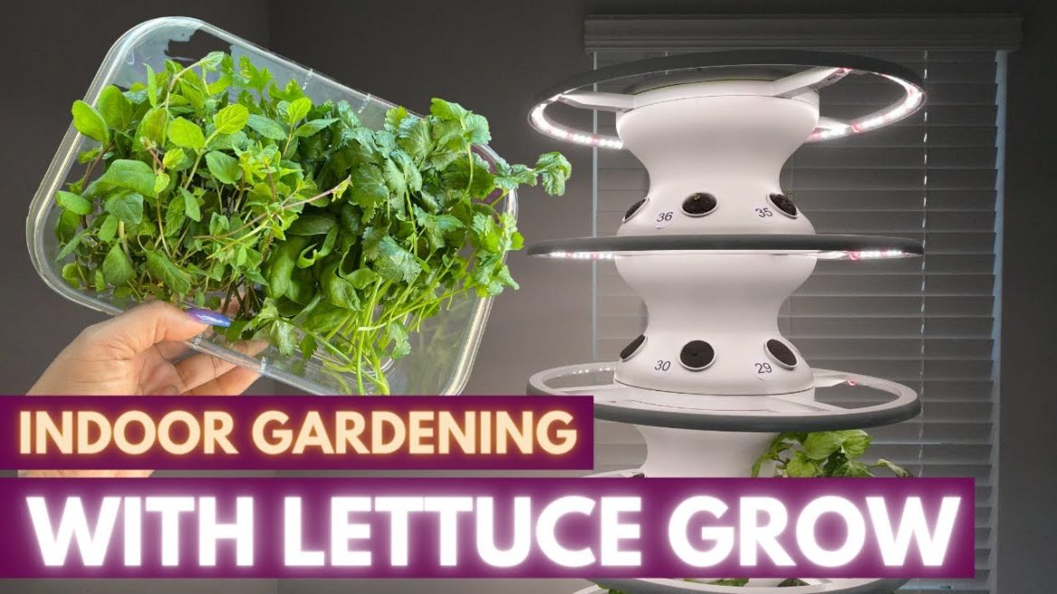 Lettuce Grow Review | My Indoor Hydroponic Edible Garden Lettuce Grow Review | My Indoor Hydroponic Edible Garden