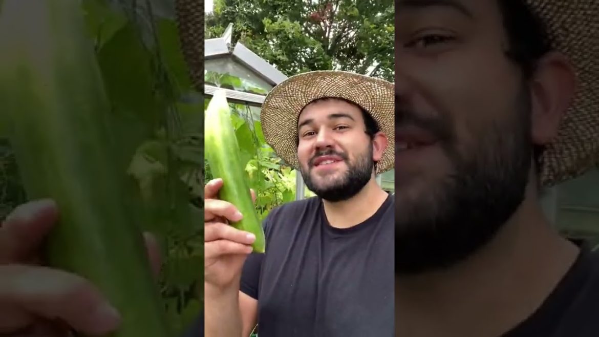 #shorts  #garden #gardening #gardentour #gardener #gardens #harvest #harvesting #organic #planting